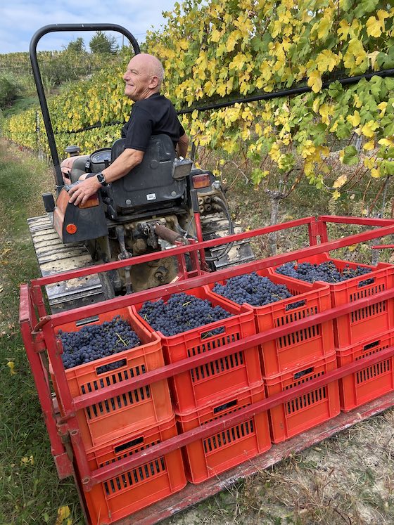 Transportr der Trauben